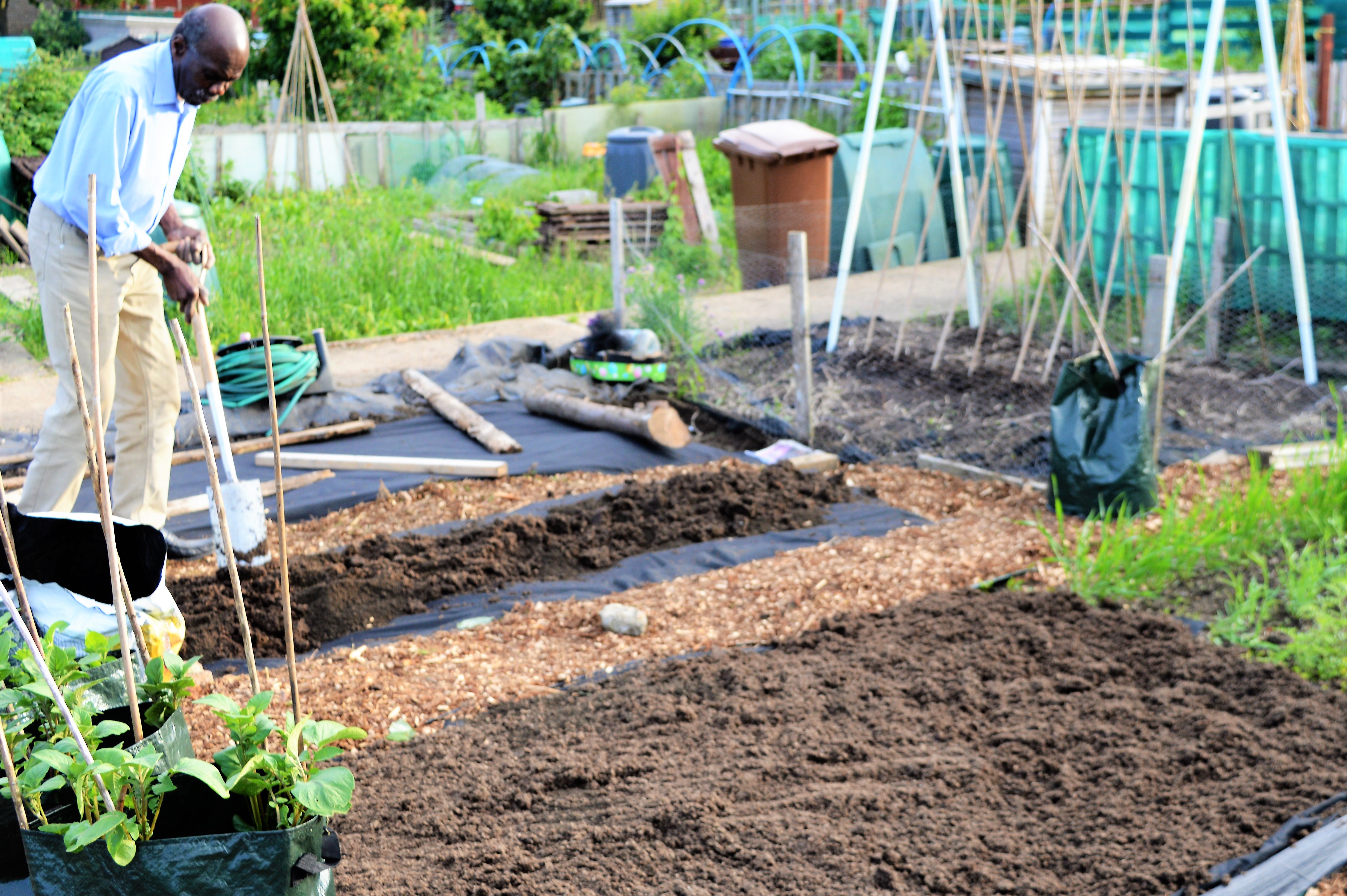 Elder cultivating an allotment