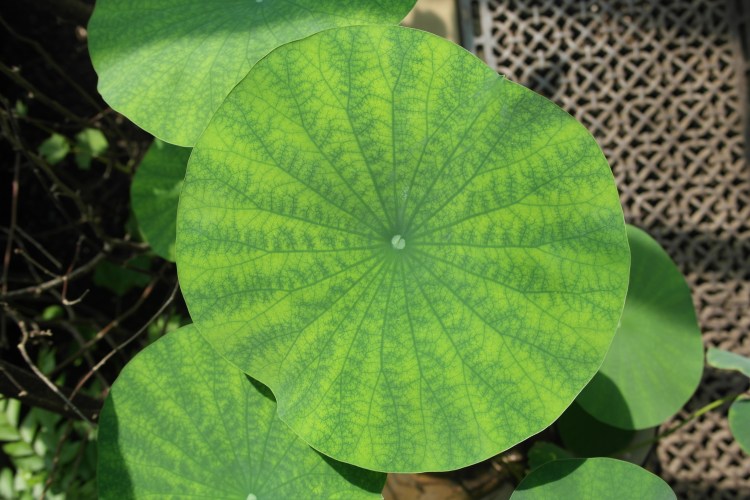 Large round green leaf, with other smaller leaves underneath it
