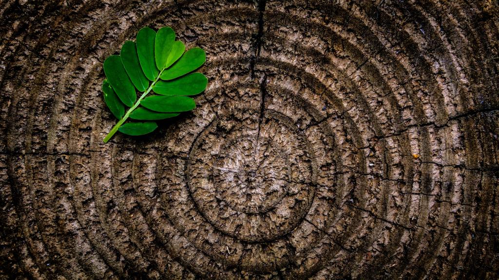 An overhead shot of a felled tree's ringed bark, with a bunch of green leaves resting on top of it